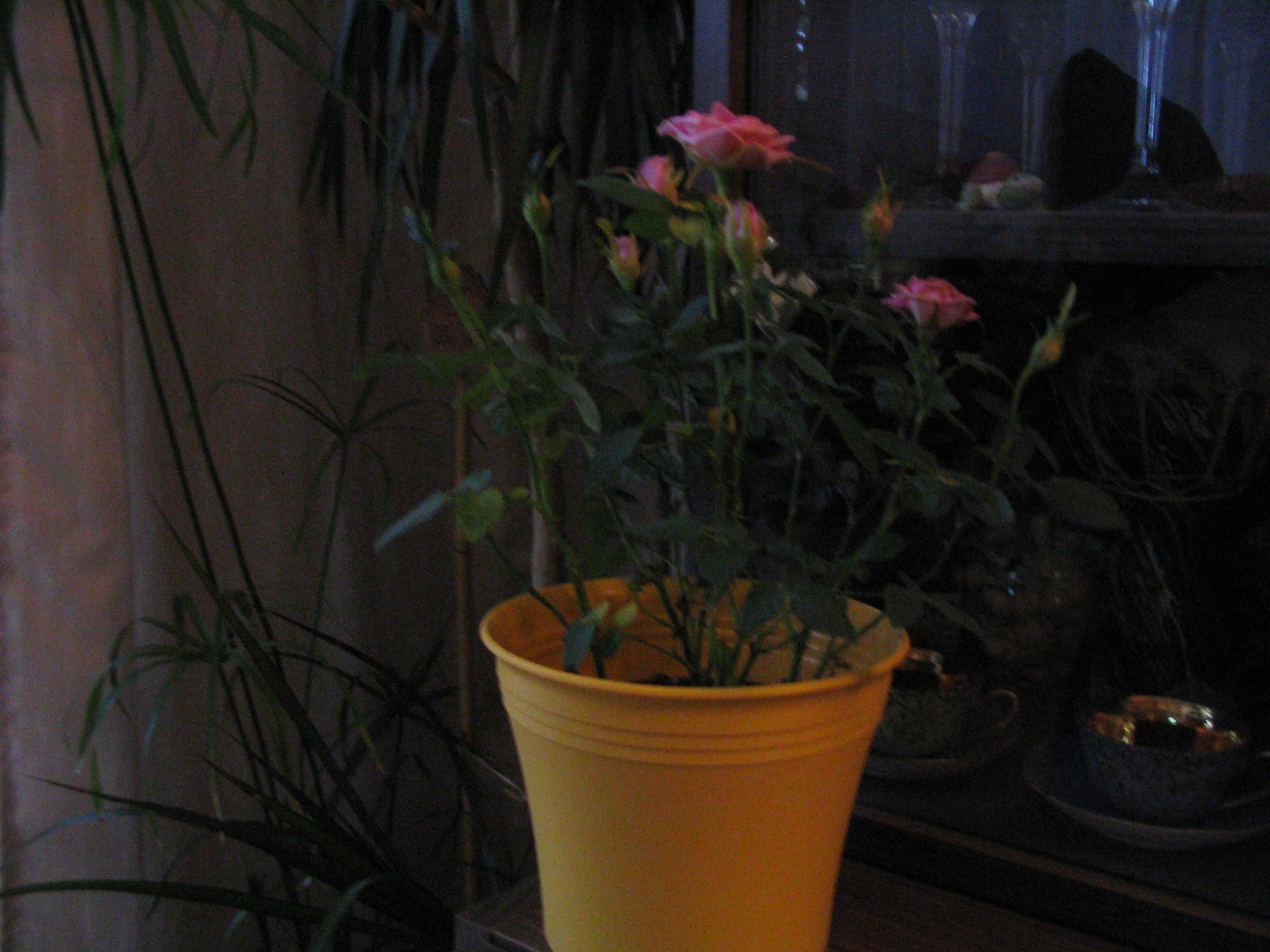 _61_6117.JPG